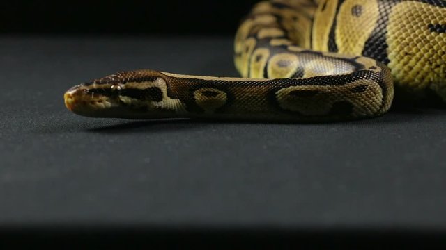 Looking royal python