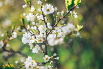 A branch of cherry blossoms with bokeh. Blur, close-up