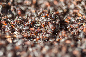 Ants working in the anthill