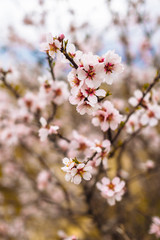 branch of a flowering tree macro and defocusing
