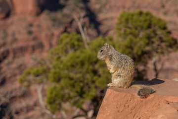 Squirrel sitting on stone ledge overlooking the Grand Canyon