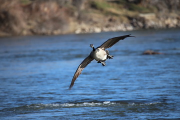 Flying Water Bird