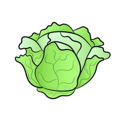 Vector green liner cabbage.