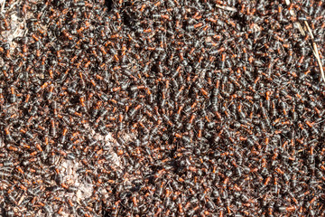 Red forest ants close-up