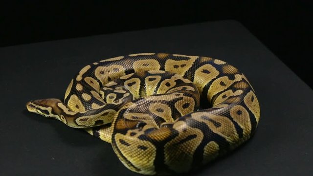 Crawling ball python, head and tongue