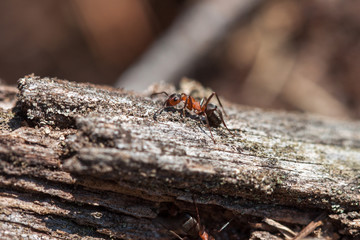 Red forest ant close-up