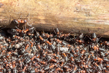 Red forest ants close-up