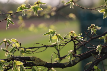 Hainbuche (Carpinus betulus) - Blütenstände/ Knospen