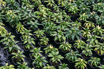 Fototapeta premium Seedling of pepper bushes in pots inside greenhouse, gardening and agriculture farming background