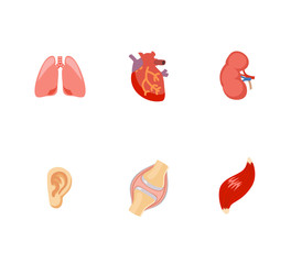 Internal human organs