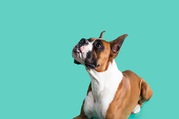 Boxer Dog with Cropped Ears