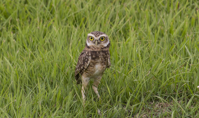 owl worried about puppies © CESARVR