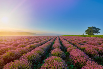 Fototapeta na wymiar Lavender Field in the Morning
