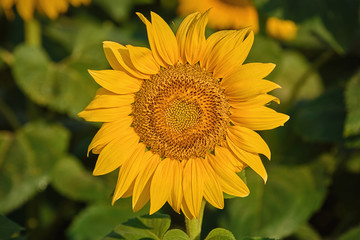 Fototapeta premium Sunflower on the Green Background