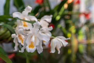 Orchideen