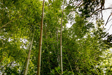 Fototapeta premium Bamboo