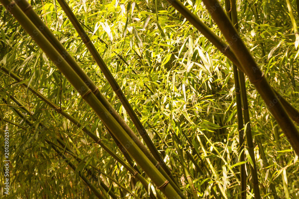 Wall mural Bamboo