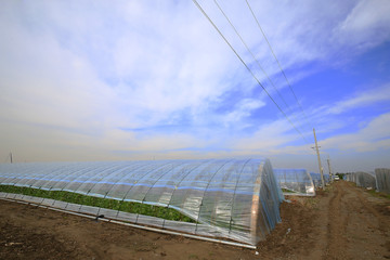 Greenhouse, outdoors