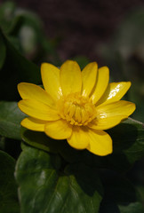 Чистяк весенний