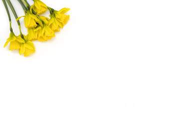 Daffodils on white table top