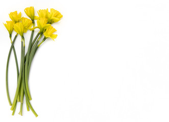 Yellow daffodil bunch on white background