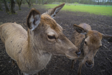 curious deer in park
