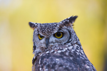 closeup of an owl