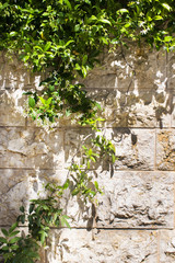wall of stone embroidered with a plant with small white flowers, background, background of stone with greenery