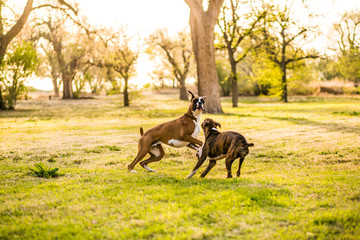 Boxer Dogs Playing at the Park