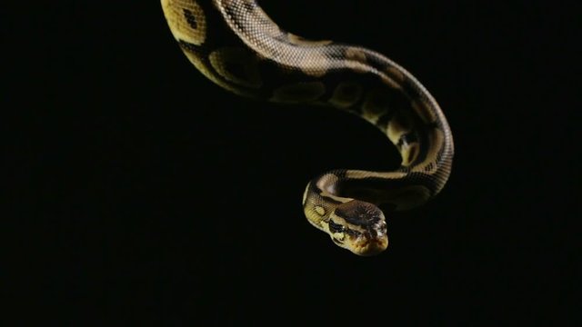 Hanging royal ball python