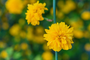 Chrysanthemum Rossano Orange flower 