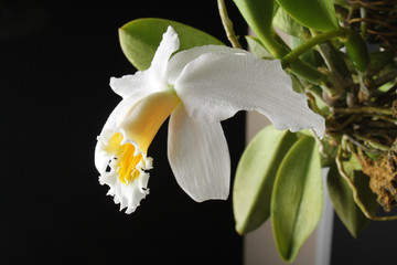 orchid white yellow on a black background