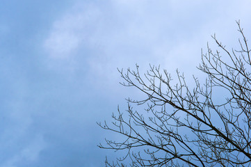 The branches of the tree.