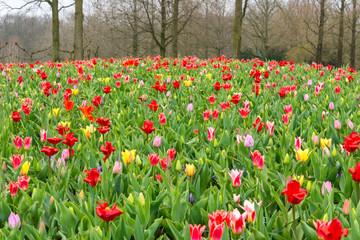 Blooming mix between red, yellow and pink tone of tulip field. Mixing yellow, white and red tulips at Keukenhof garden, Lisse, Netherlands.