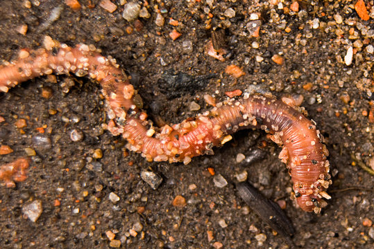Earthworm in the sand macro, soft focus