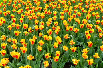 Fototapeta premium Field of mixed 2 colors, yellow and red, tulip from top view