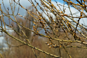 Young shoots of the plant in the spring. The leaves blossomed in the tree in the spring.