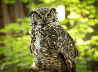Great Horned Owl
