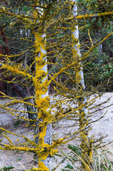 The trunks of fir trees covered with lichen and green moss.