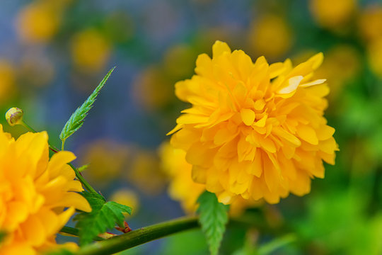 Chrysanthemum Rossano Orange flower 