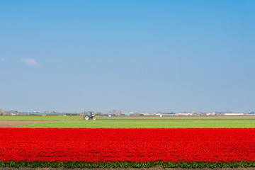 Red tulip field and one tractor on the grass field beside Keukenhof garden in Lisse near Amsterdam, Netherland