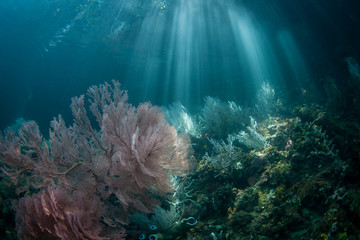Gorgeous Coral Reef and Sunbeams in Raja Ampat