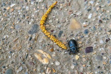 Obraz na płótnie Canvas Black Beetle on the ground