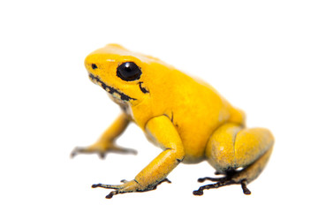 Obraz premium Złota żaba trucizna