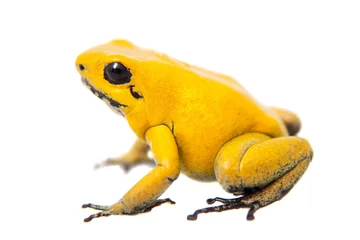 Crédence de cuisine en verre imprimé Grenouille The golden poison frog