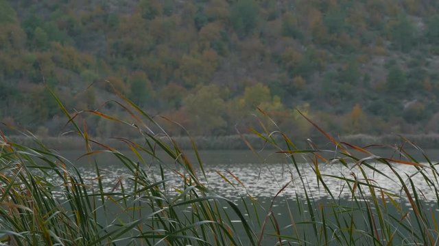 Reed and Krka river