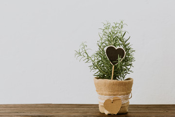 Rosemary herb in pot