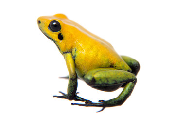 Obraz premium Czarnogóra trująca żaba na białym tle