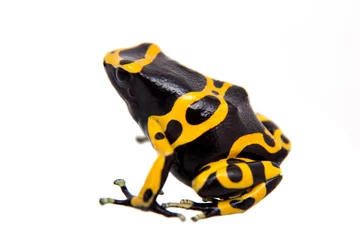 Zelfklevend Fotobehang Kikker The bumblebee poison dart frog on white