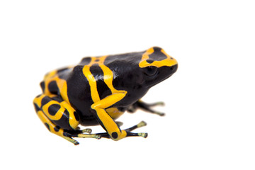 The bumblebee poison dart frog on white